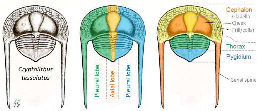A whole Cryptolithus and division of body parts.